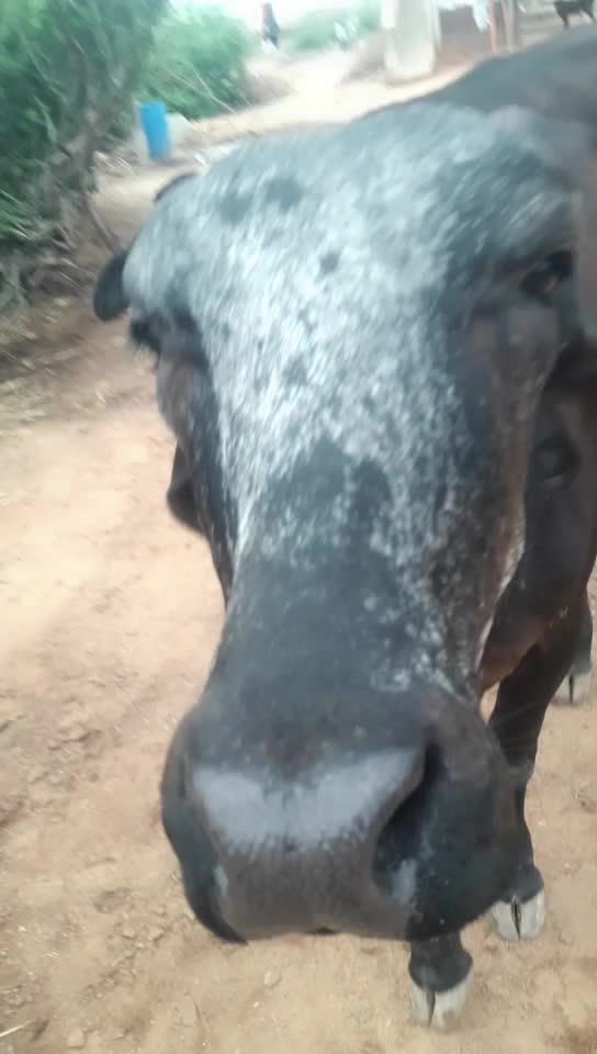 @રાજા મેલડી વાળા