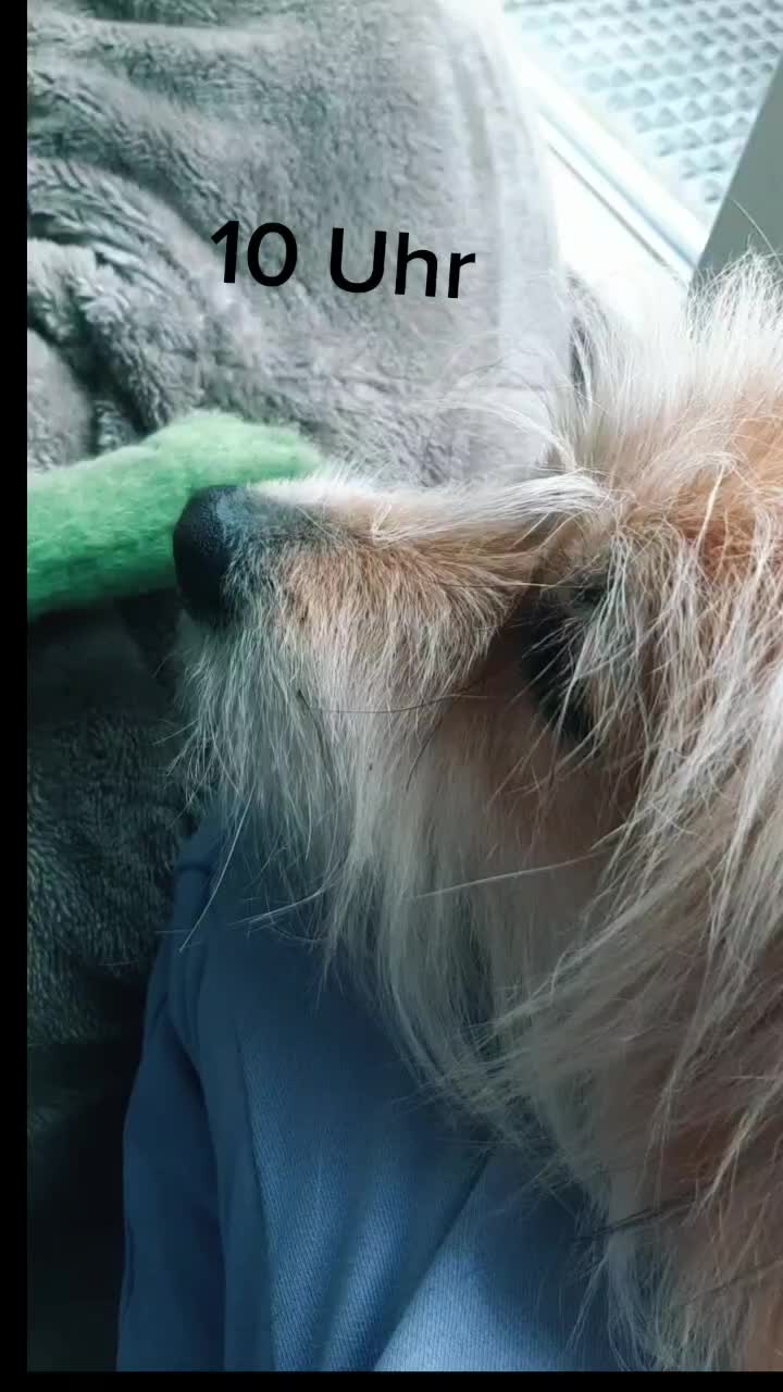 @Levi_Löwenherz