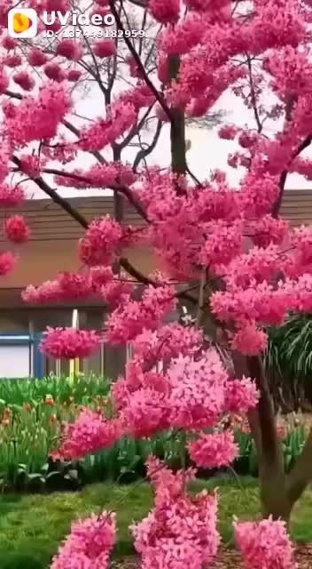 @jayalekshmisyam
