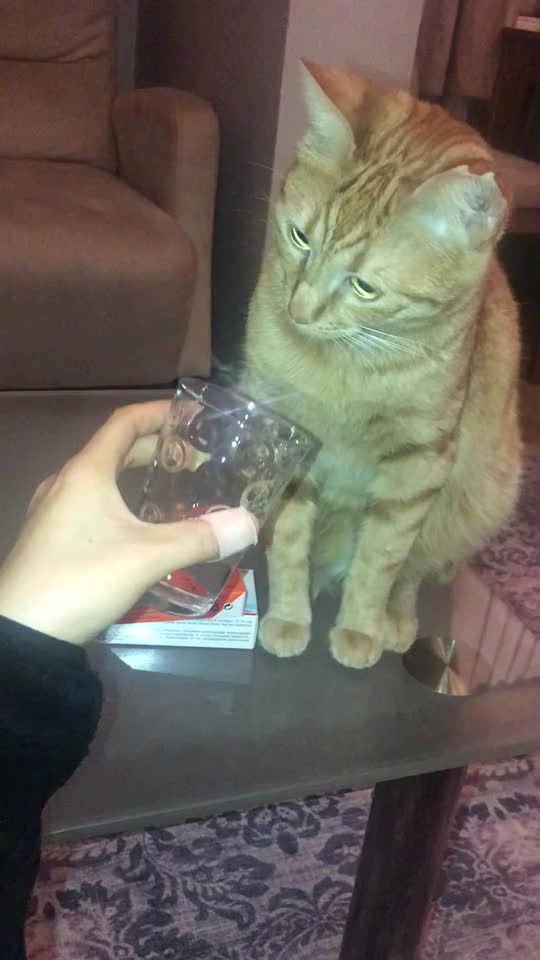 @Kedidir kedi♥️