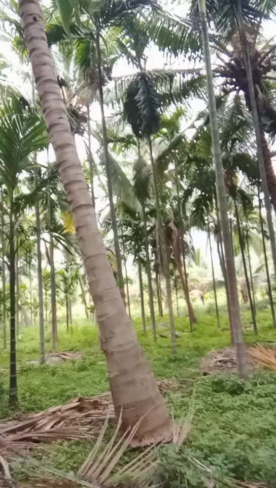 @Ramasamy