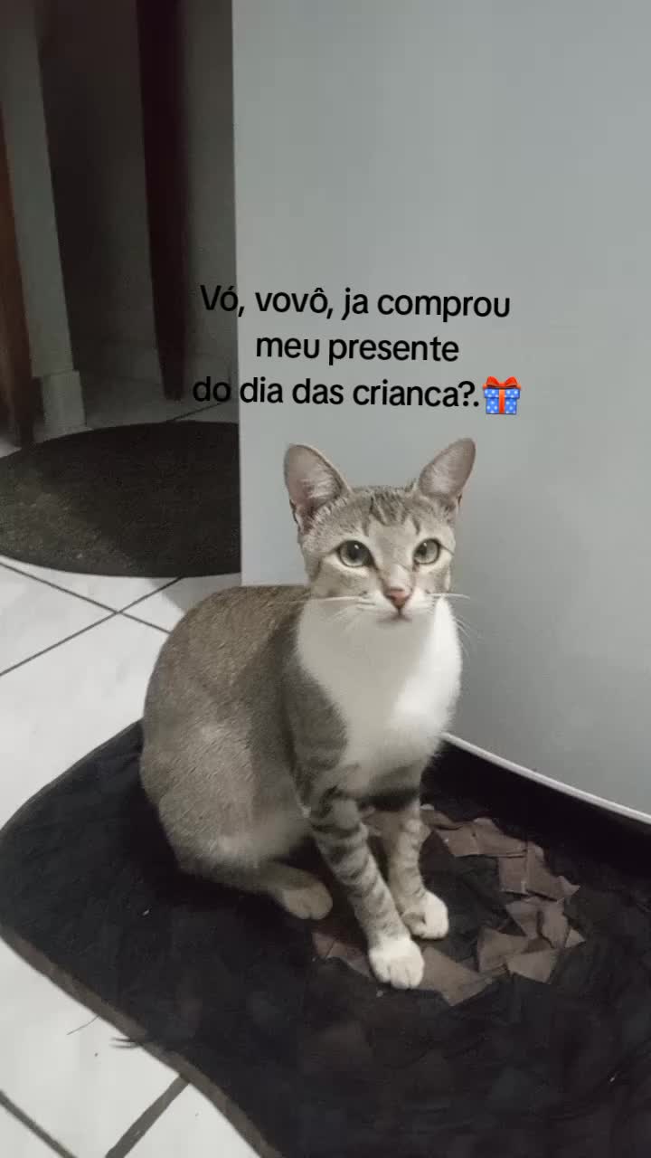 @O GATO ZEZ&Eacute;