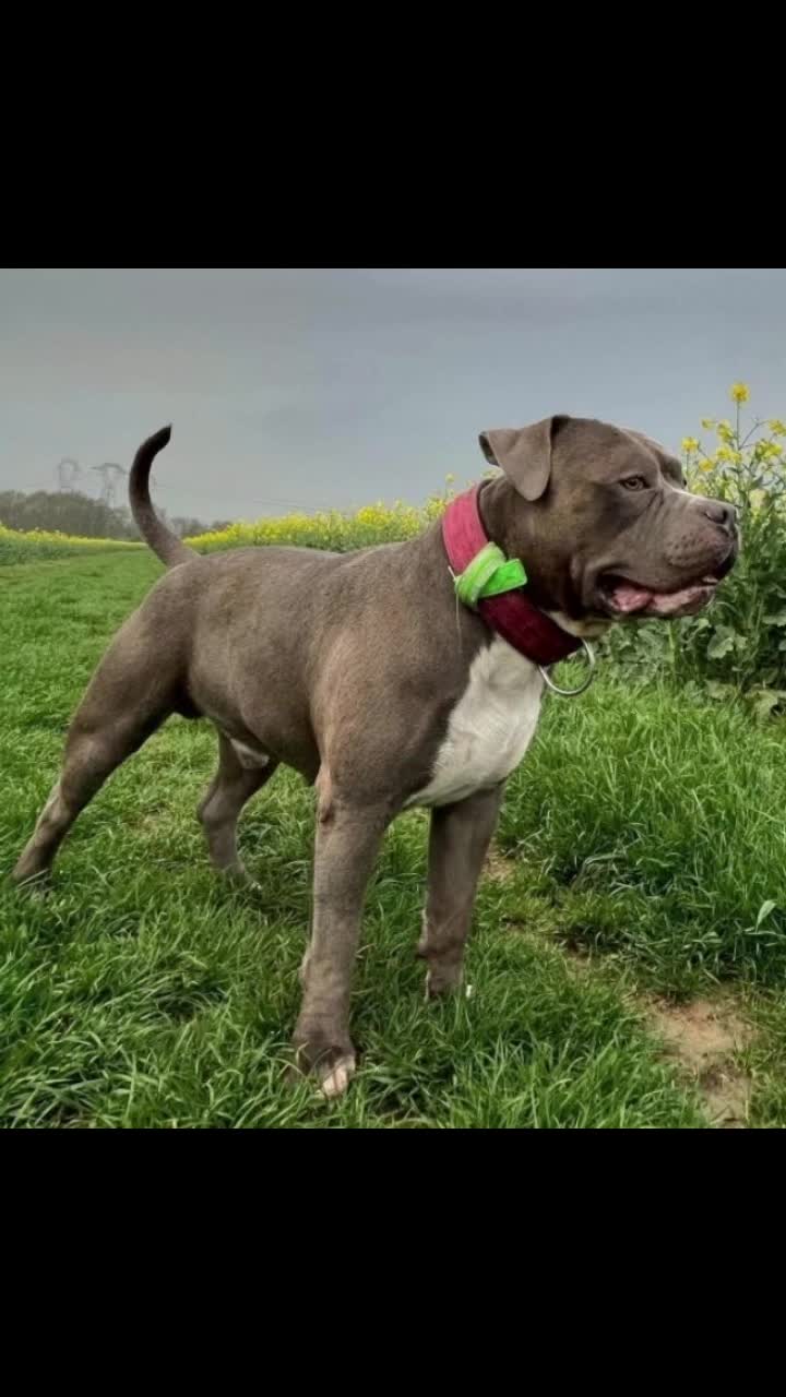 @GordiTheBully