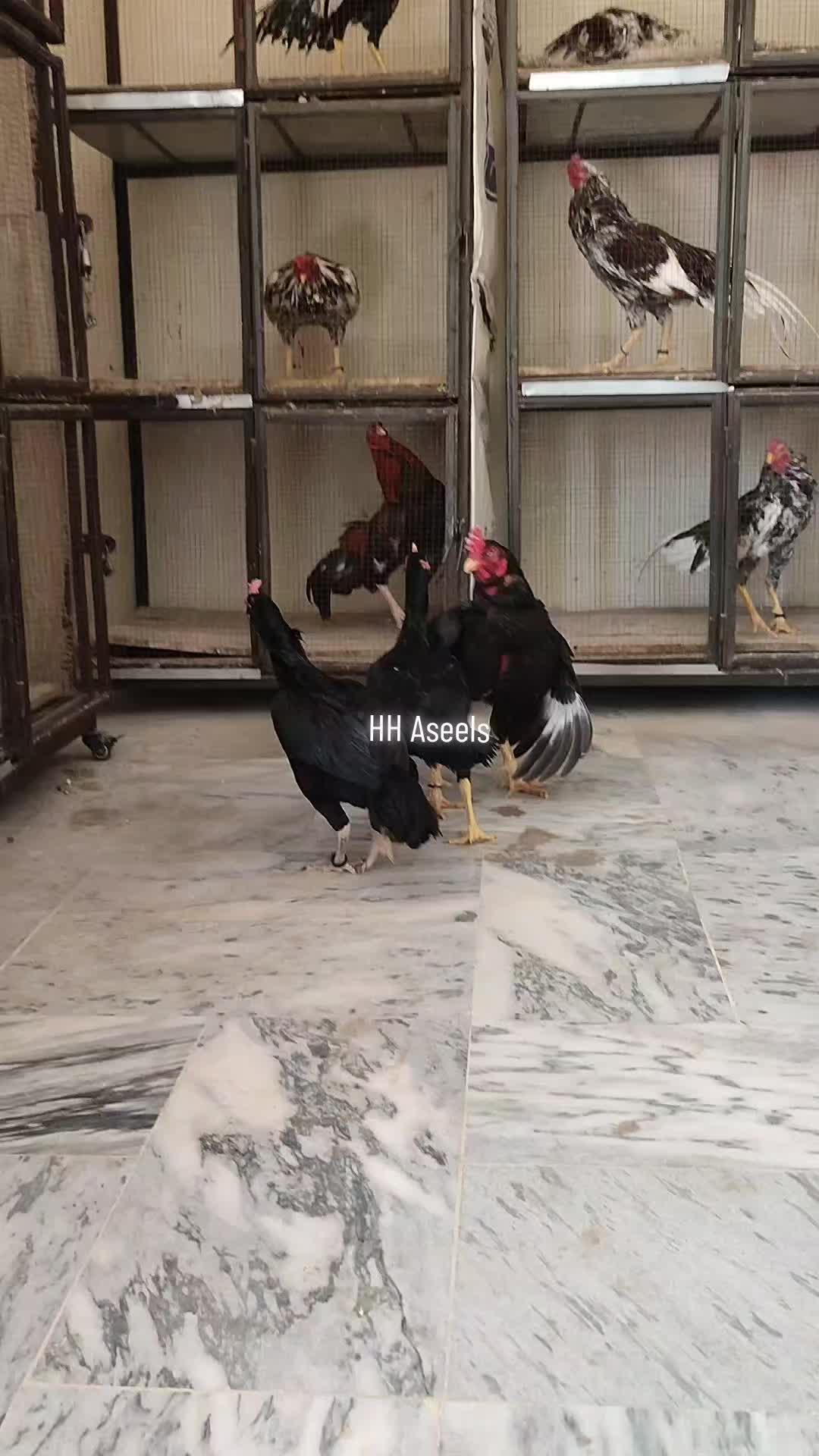 @HH &Aring;sėəłs1