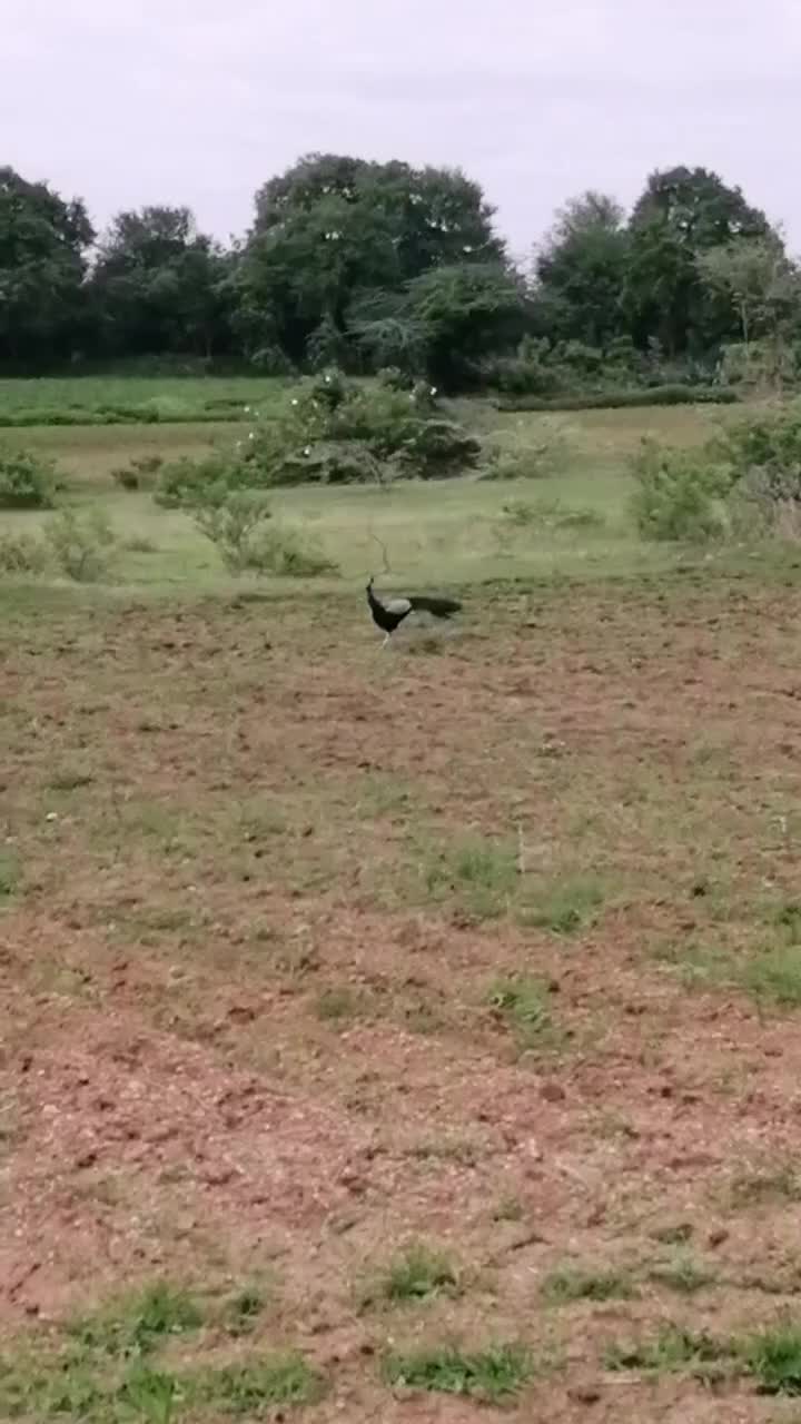 @ಗುರುರಾಜ್ ಸಿಂಗರ್