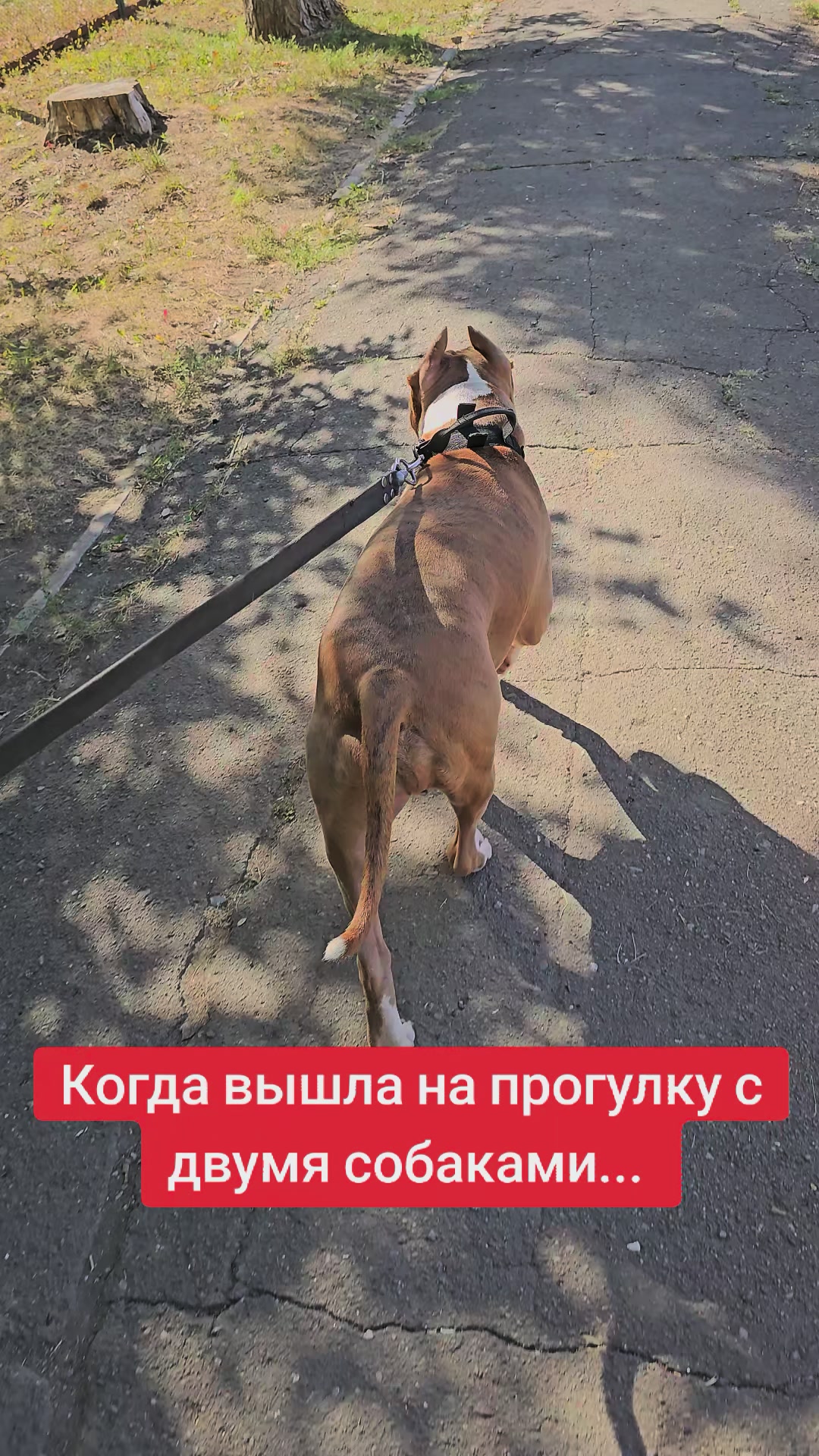 @Pitbul Fred
