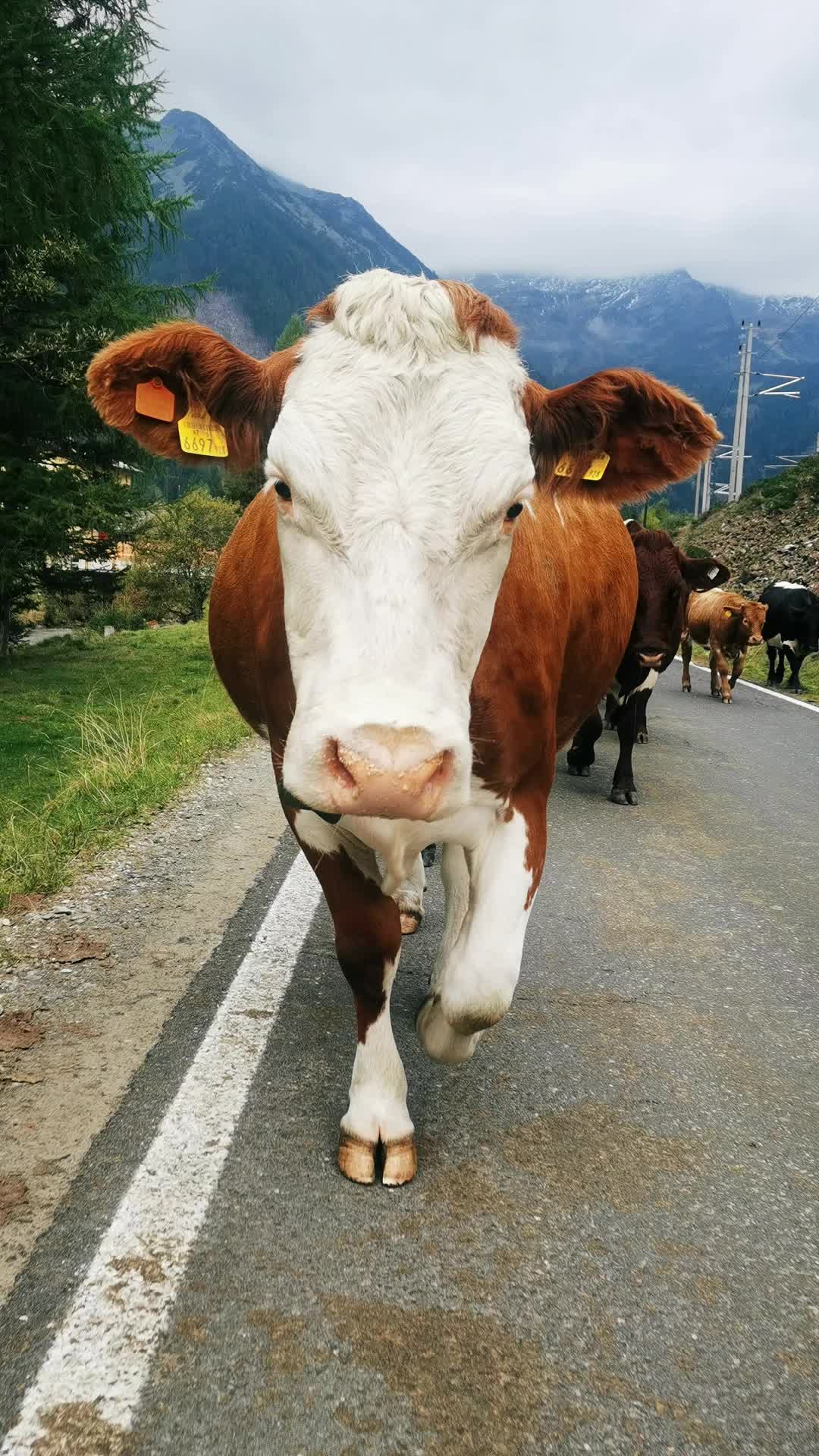 @Rabischnig