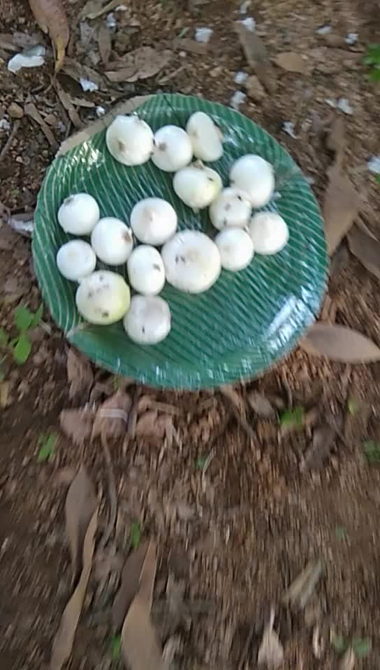 @Palika Pavan