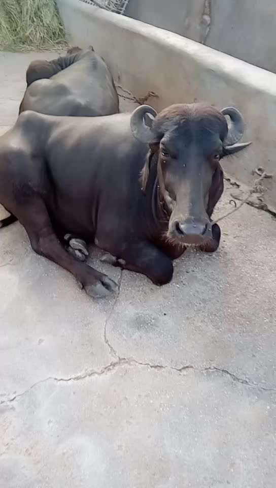 @Mr. Maldhari 9907