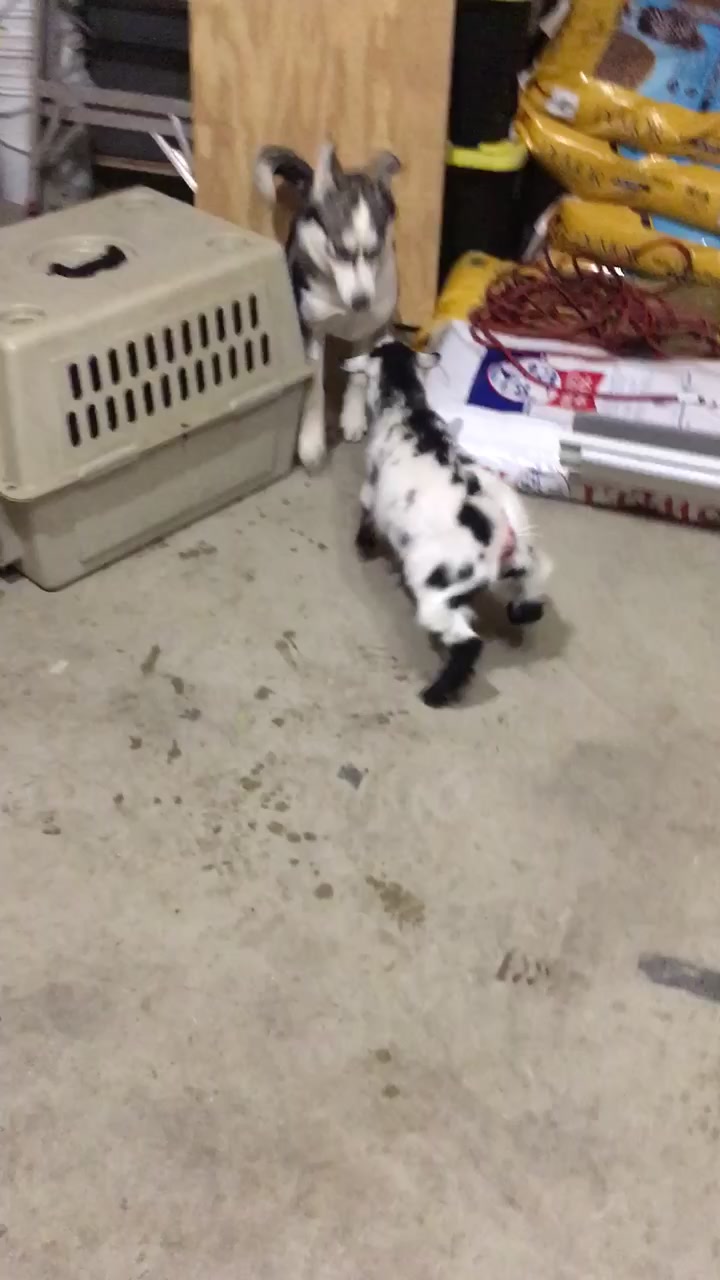 @MarshFarms | Foster Mom