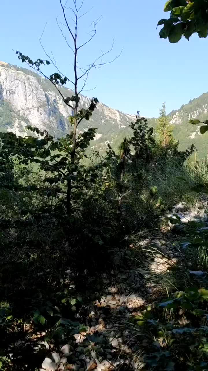 @Drežnica