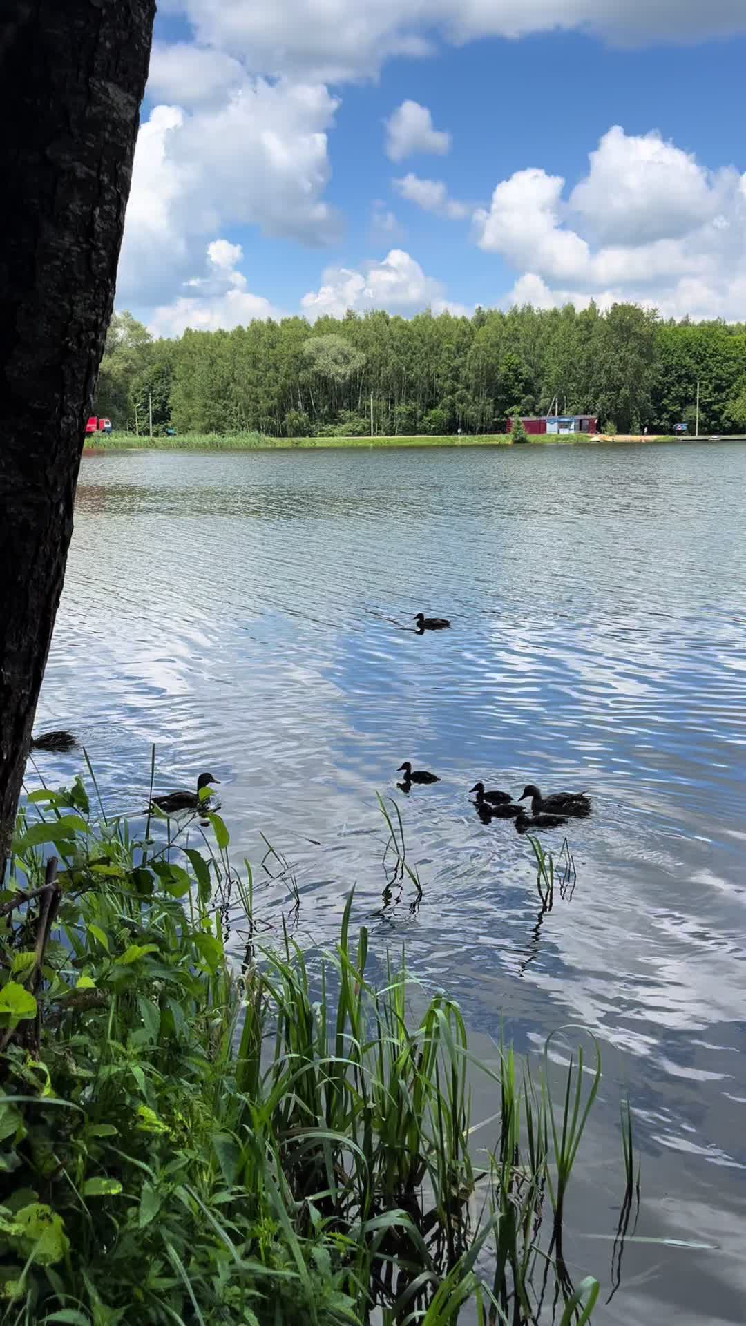 @🐥