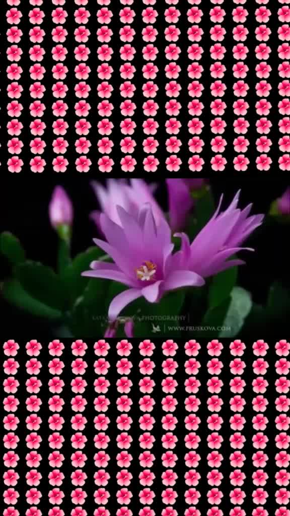 @baby___bee