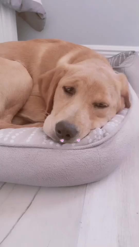 @Xena the dog