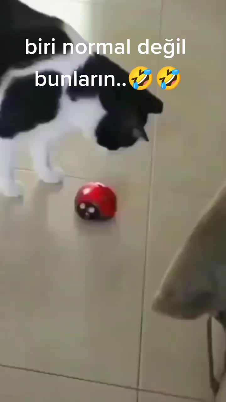 @çılgın...kediler