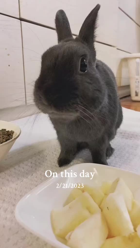 @💙🐰 Cutesy 🐰💙