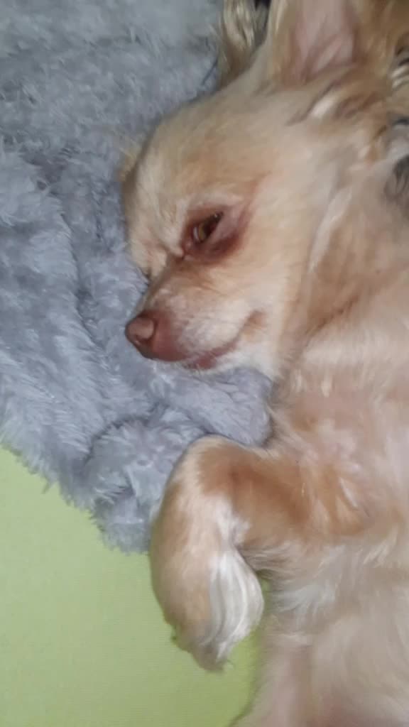 @sissi_dog