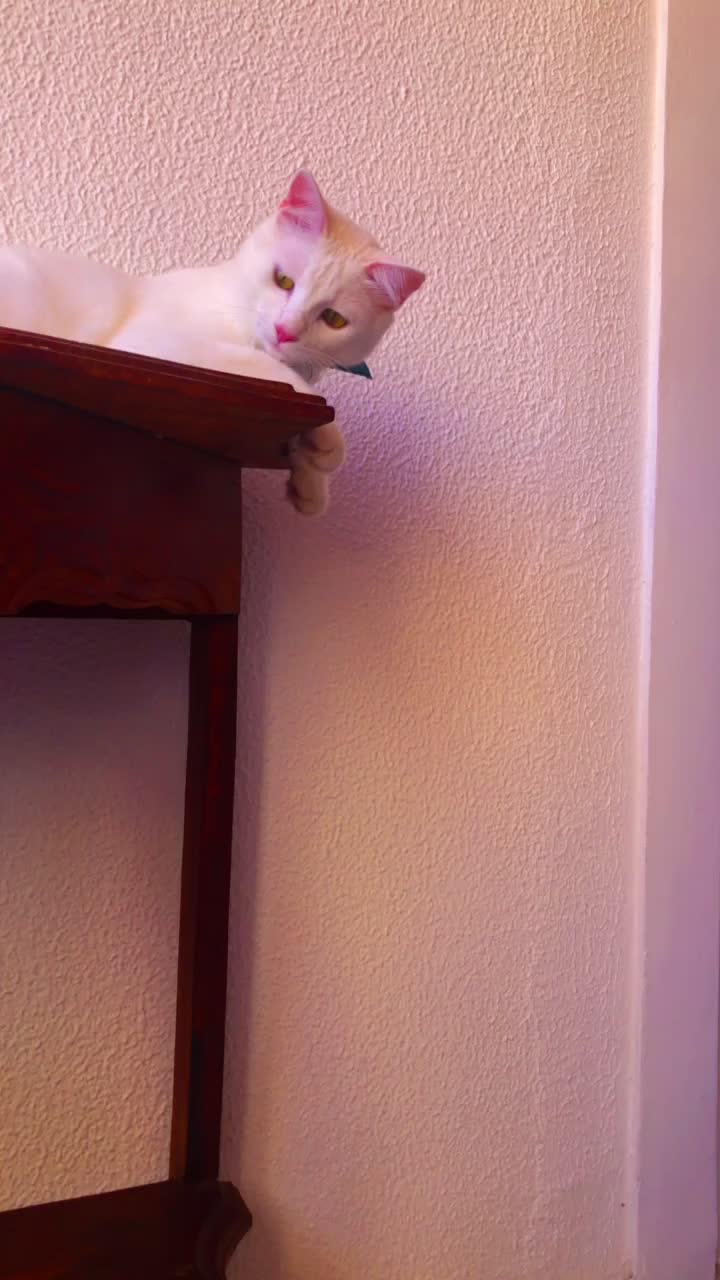 @🐱Cats🐱