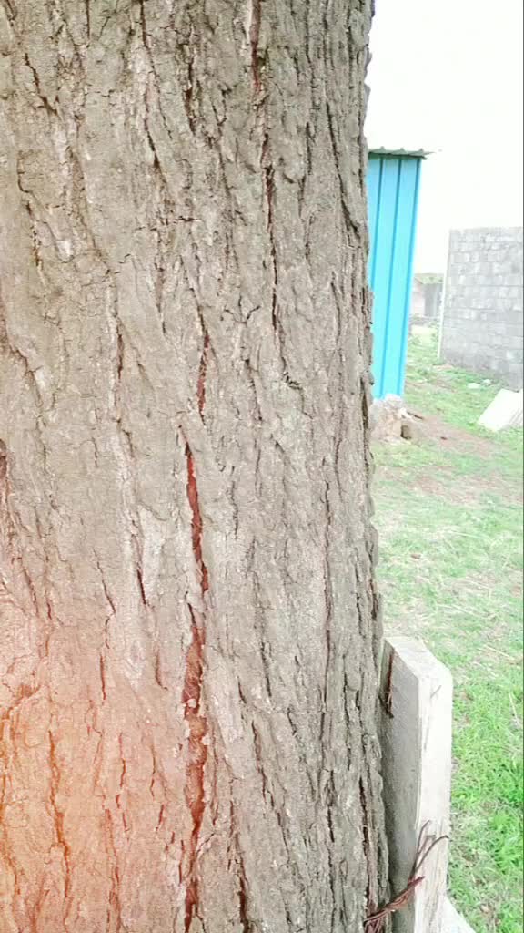 @वृषाली💃 त्रिशा❤