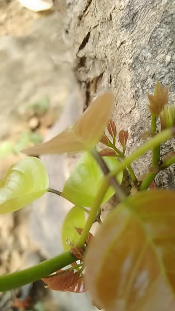 @Vinodroy