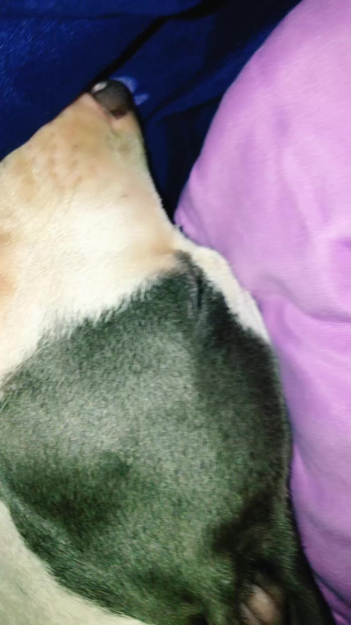 @lilpanda