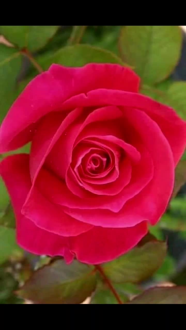 @nethra nagesh