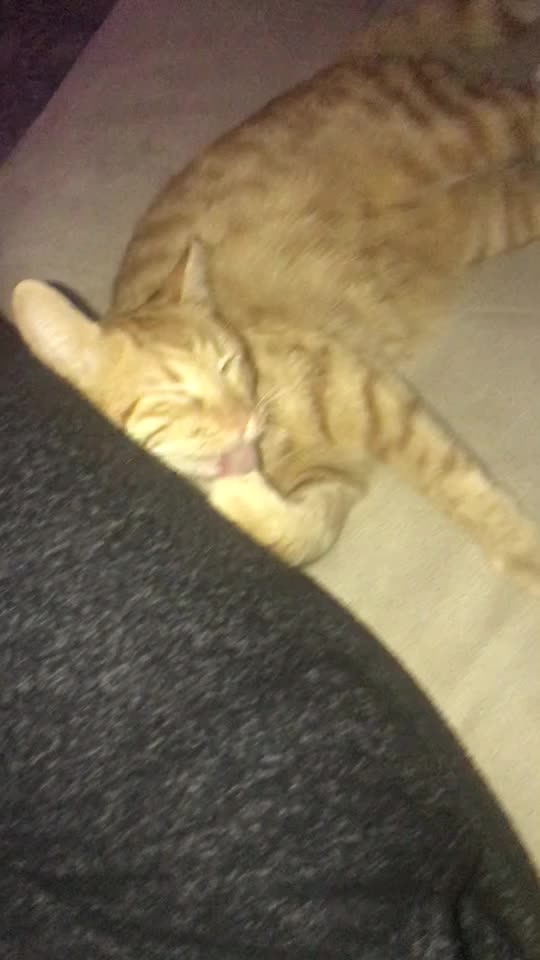 @Kedidir kedi♥️