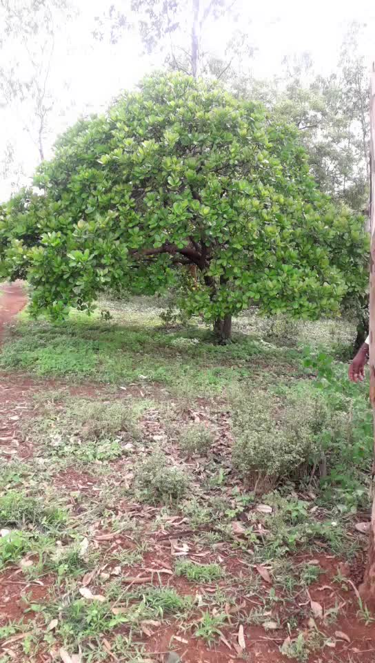 @sharanu keshwar 9831