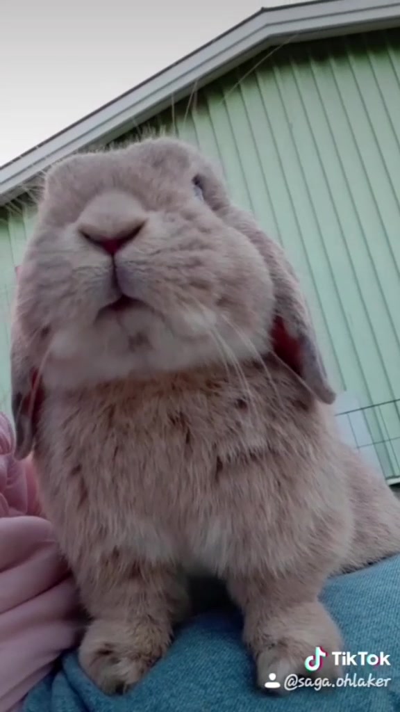 @The_Bunny_Family__