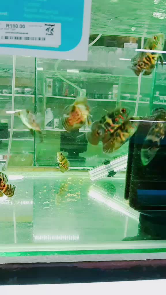 @Rebel Pets 🐠