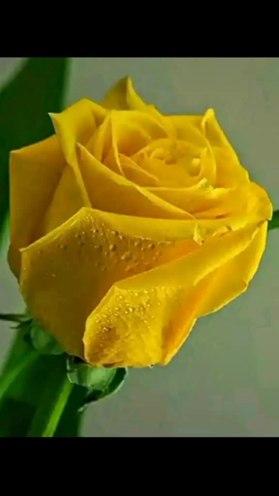 @Anju Bansal❤