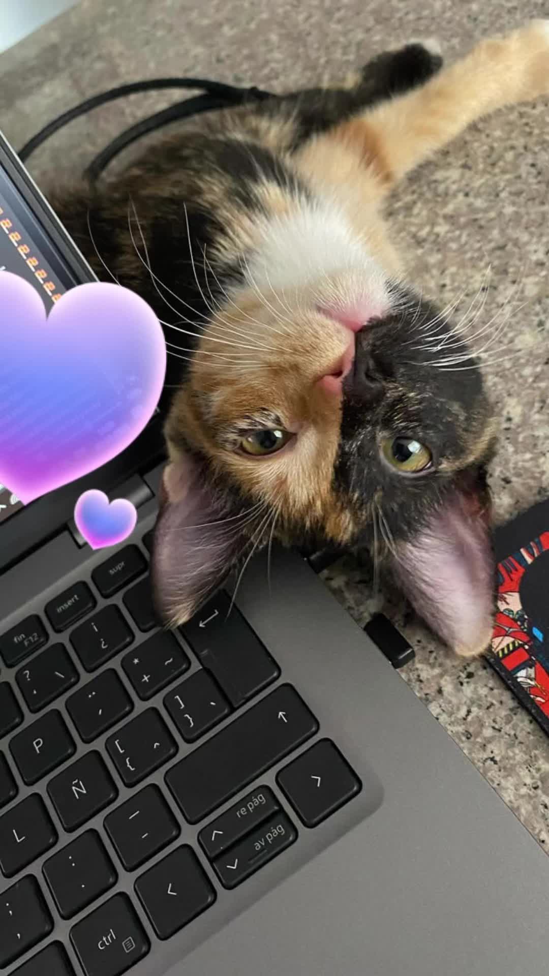 @kiki 🐈⬛