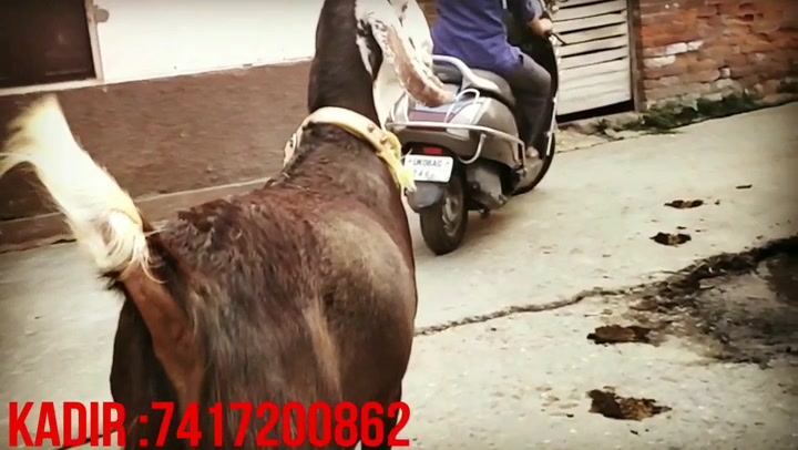 @goatloverroorkee