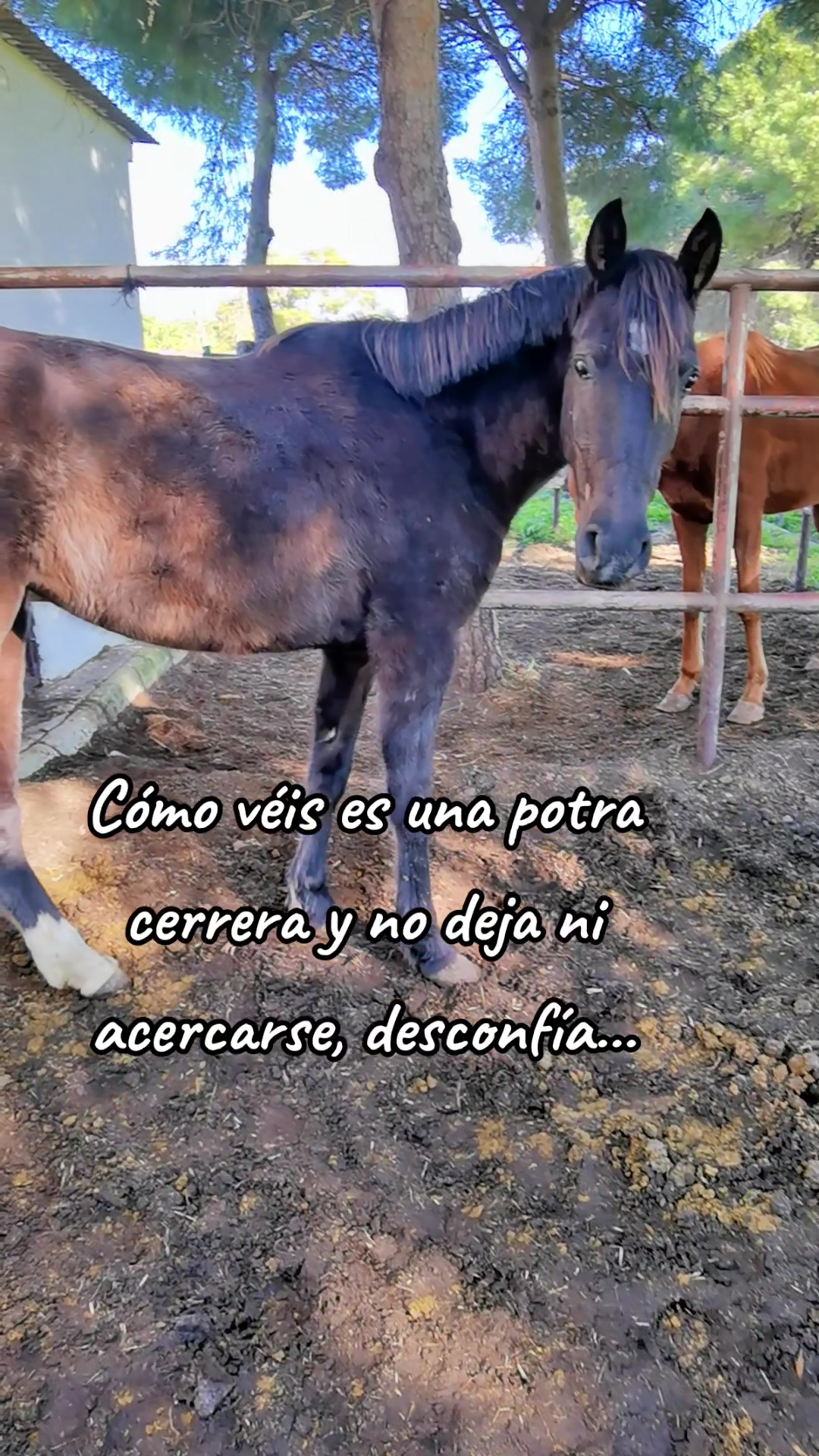 @LA CHICA DEL PONY🐴🌼