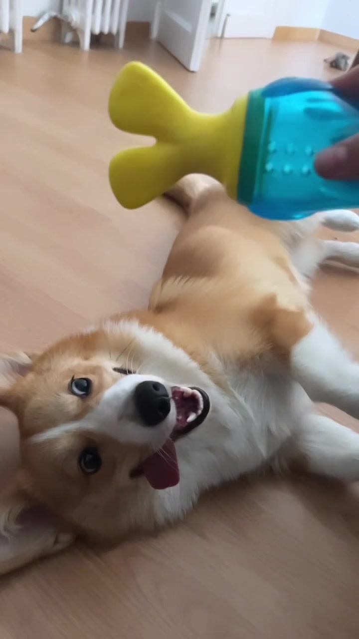 @Monty the Pembroke Welsh Corgi
