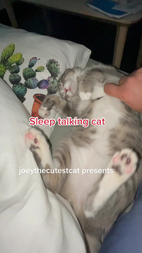 @Joeythecutestcat
