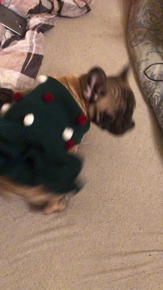 @Frenchbulldog_Zora