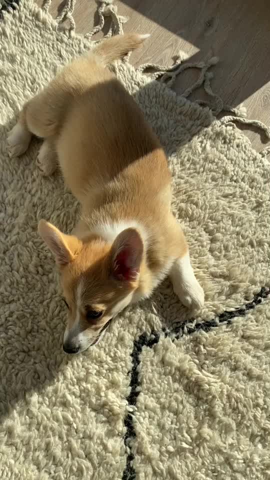 @jasminkathecorgi