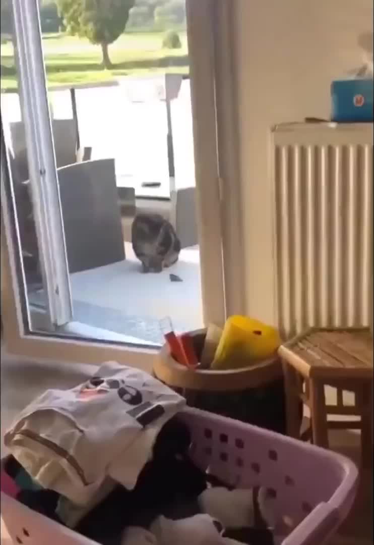 @Derpyoso