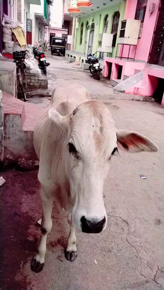 @Dinesh Prajapati