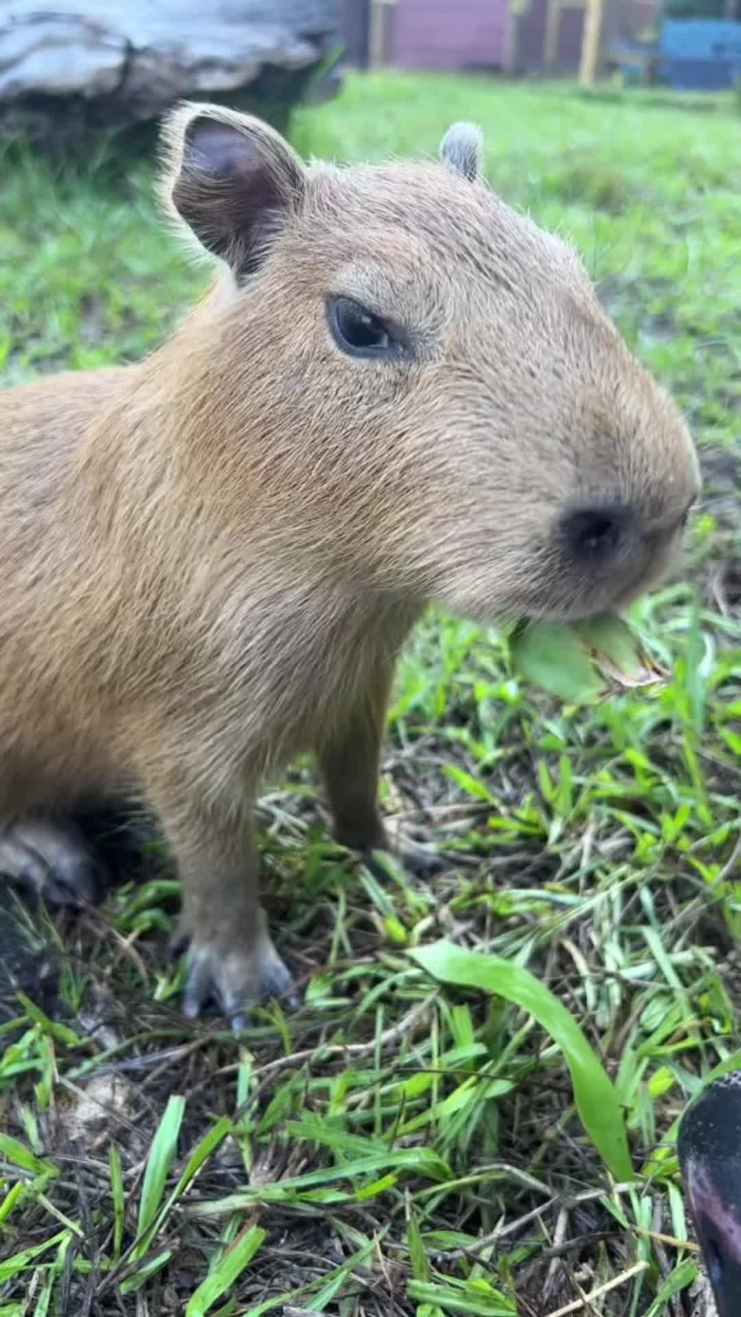 @capybaraninja