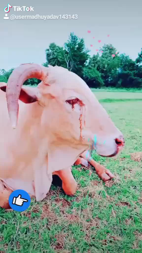 @Mekala Madhu Yadav