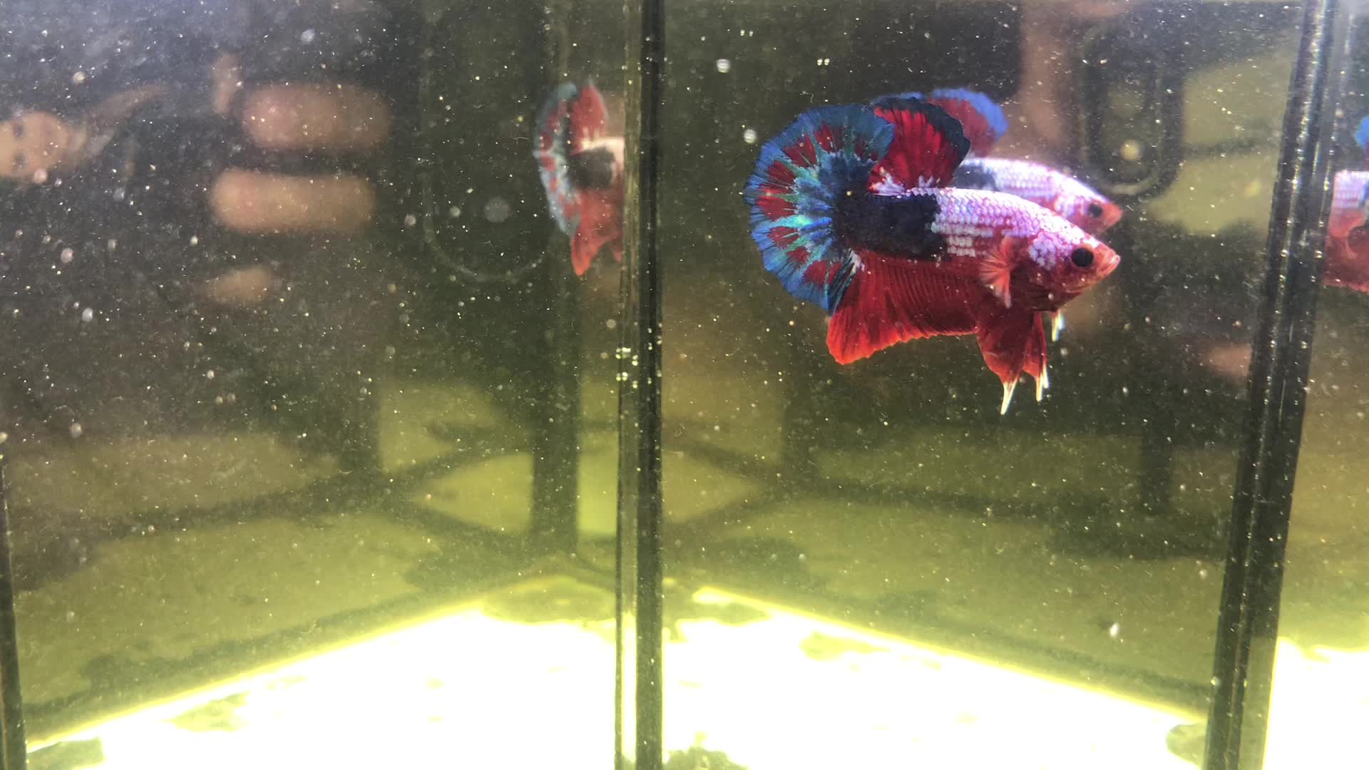 @The Betta-Buddy Shop