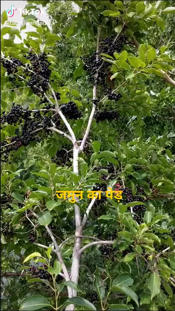 @Mahendra Kushwaha
