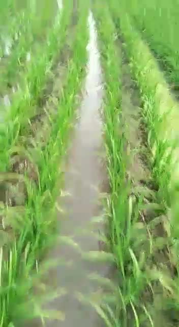 @Manjeet Singh Basra
