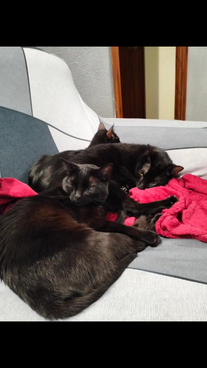 @lalocadelosgatos