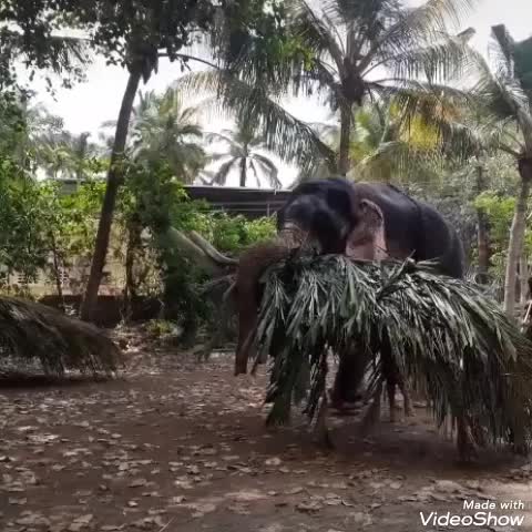 @കൊമ്പൻ