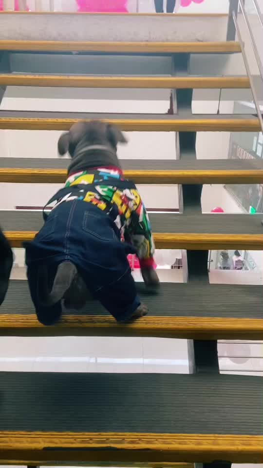 @Sadiytolo 🐶❤️