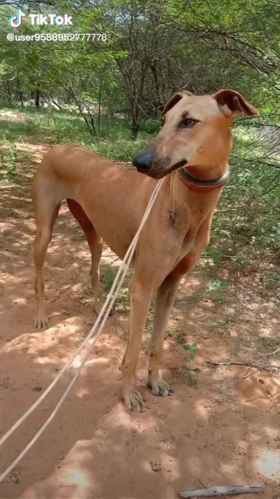 @Silambu Valli