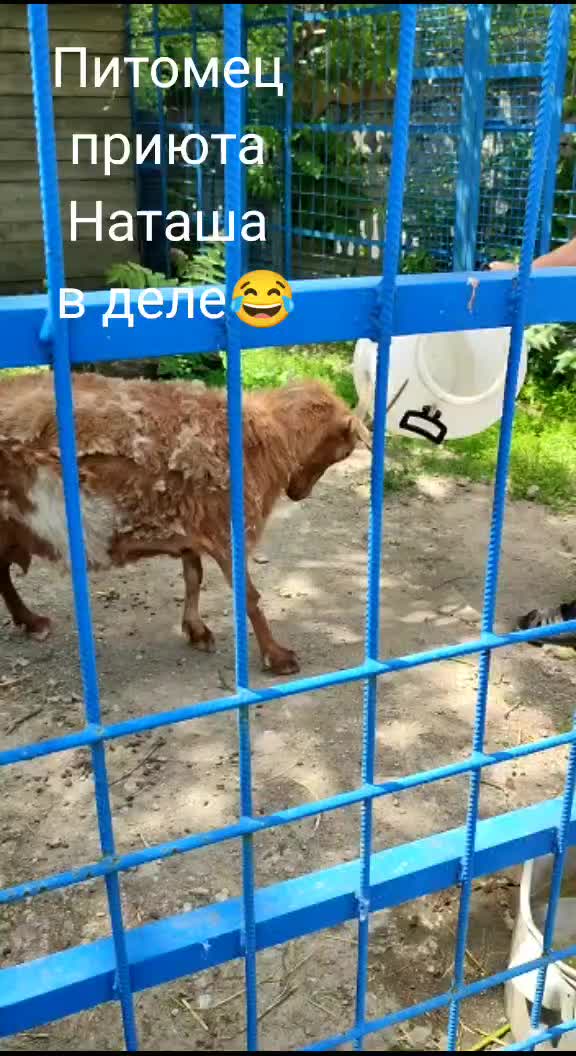@irina.volik.donetsk.4LAPKI